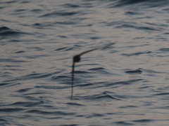 Hydrobates monorhis