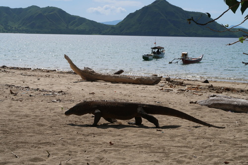 Komodo Dragon — seen at this dive site