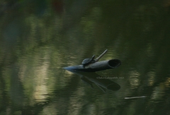 Melanochelys trijuga