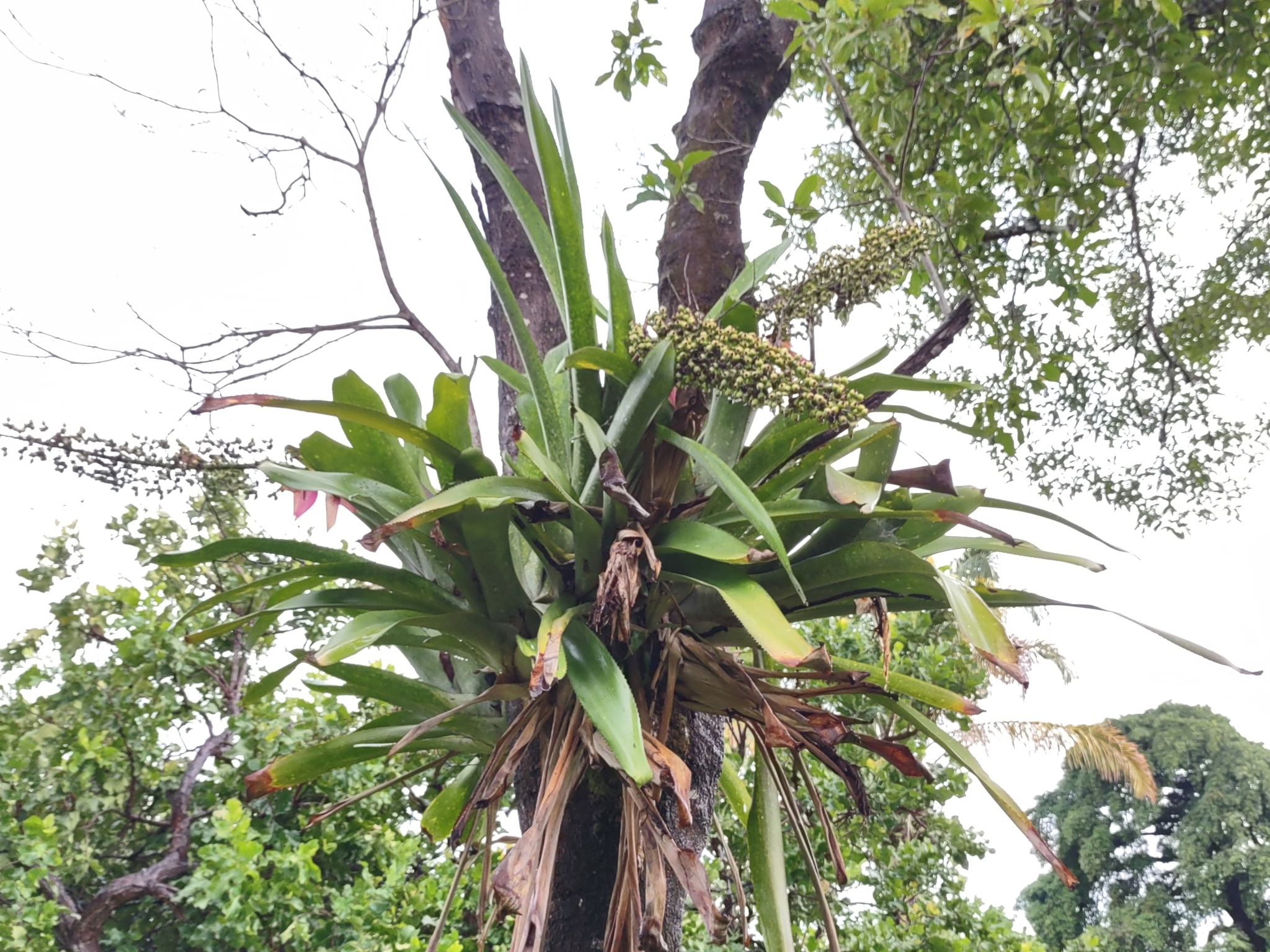 Aechmea castelnavii