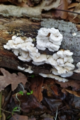 Skeletocutis amorpha