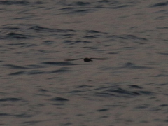 Hydrobates monorhis