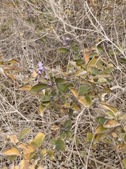 Vitex trifolia