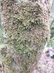Frullania tamarisci