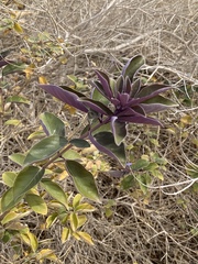 Vitex trifolia