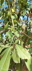 Pittosporum pentandrum