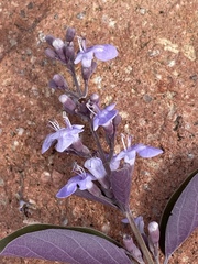 Vitex trifolia