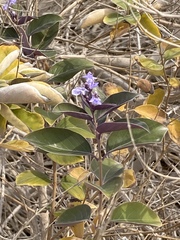 Vitex trifolia