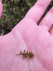 Hymenophyllum wilsonii