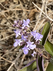 Vitex trifolia