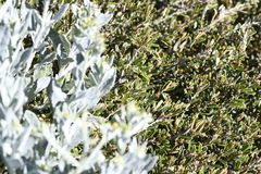 Senecio gunnii
