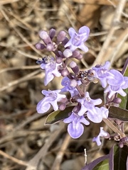 Vitex trifolia