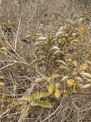 Vitex trifolia