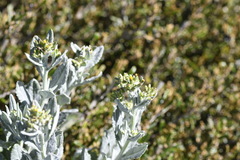 Senecio gunnii