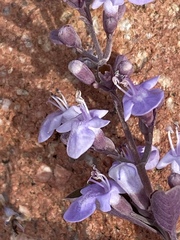 Vitex trifolia