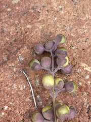 Vitex trifolia
