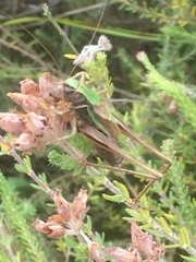 Metrioptera brachyptera