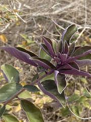 Vitex trifolia
