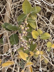 Vitex trifolia