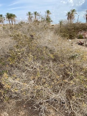 Vitex trifolia