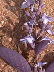 Vitex trifolia