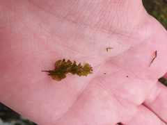 Hymenophyllum wilsonii