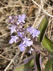 Vitex trifolia