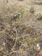 Vitex trifolia