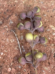 Vitex trifolia