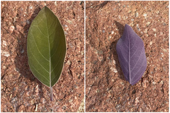 Vitex trifolia