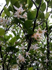 Styrax formosanus
