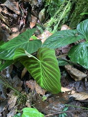Philodendron verrucosum