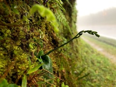 Platanthera stenoglossa