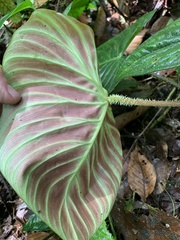 Philodendron verrucosum
