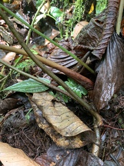 Philodendron verrucosum