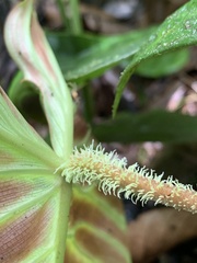 Philodendron verrucosum