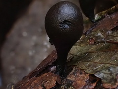 Xylaria obovata