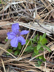 Ruellia caroliniensis