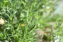 Ranunculus gunnianus