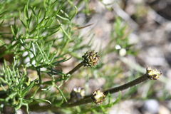 Ranunculus gunnianus