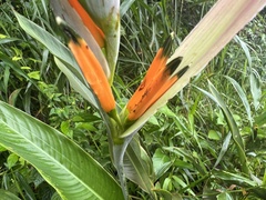 Heliconia