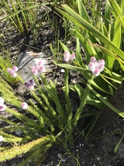 Lachnospermum umbellatum