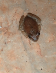 Tomopterna natalensis