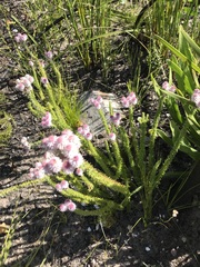 Lachnospermum umbellatum