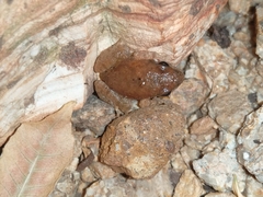 Tomopterna natalensis