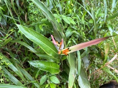 Heliconia