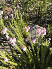 Lachnospermum umbellatum