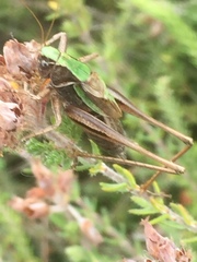 Metrioptera brachyptera