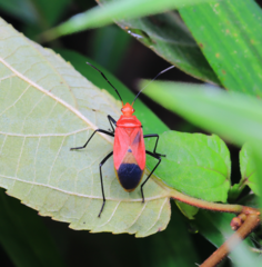Dindymus sanguineus