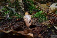 Mitrastemon yamamotoi